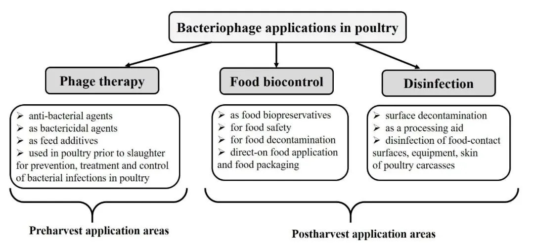 噬菌體在家禽養殖業中的應用實例