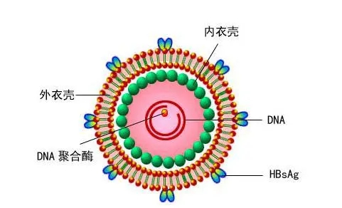 病毒的結構