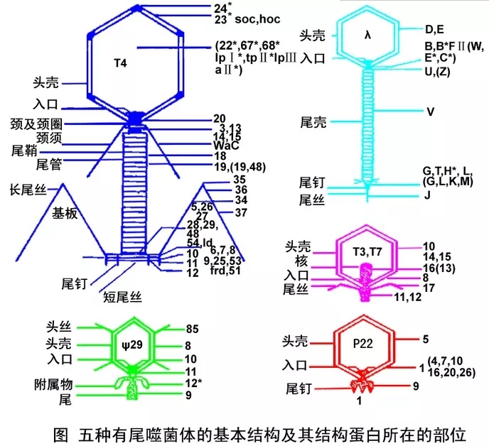 噬菌體的種(zhǒng)類