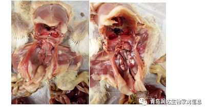 剖檢症狀