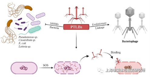 PTLB和噬菌體