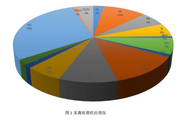 圖1 家禽病原檢出情況