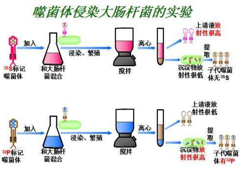 噬菌體侵染大腸杆菌實驗過(guò)程