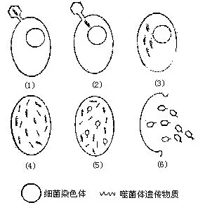 噬菌體