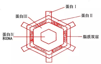 球形噬菌體