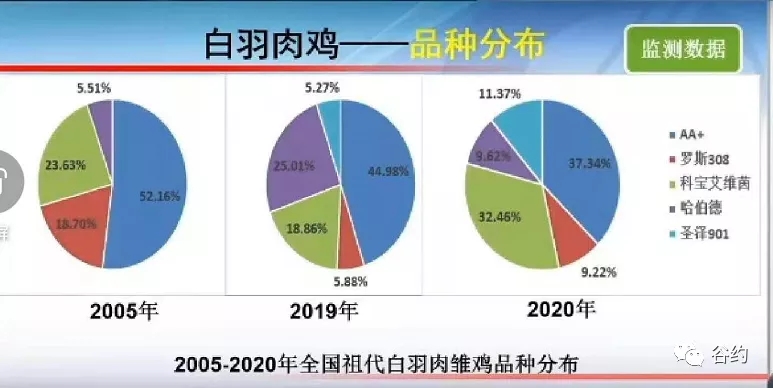 祖代白羽肉雛雞品種(zhǒng)分布