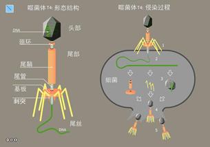 噬菌體