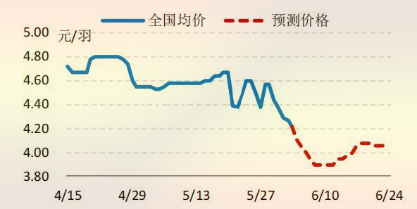 6月份國(guó)内白羽肉雞雞苗價格走勢預測圖