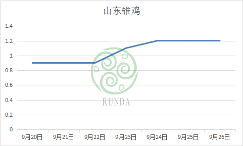 山東雛雞行情