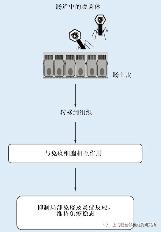 腸道(dào)噬菌體在維持免疫穩态中的潛在作用