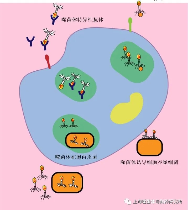 細菌-噬菌體-免疫系統的相互作用