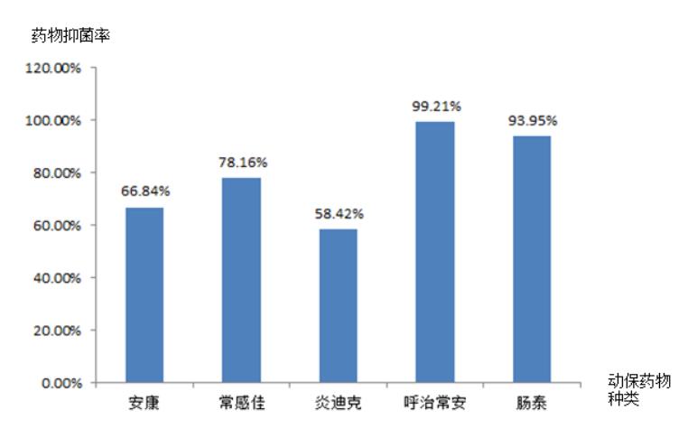 圖3 動保藥物藥敏結果