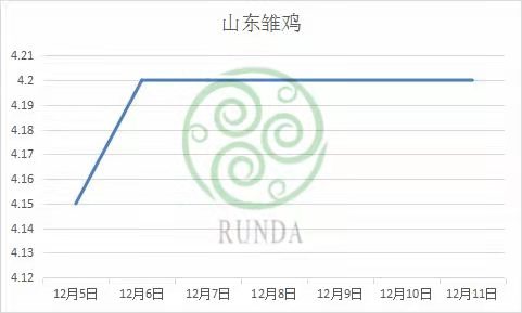 山東雛雞市場行情