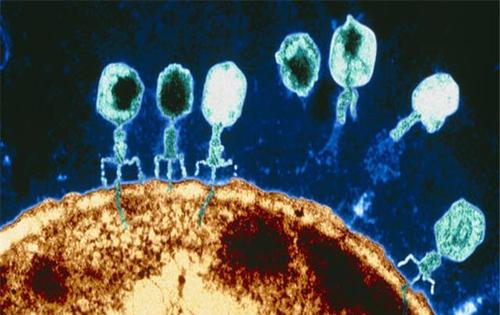 噬菌體療法