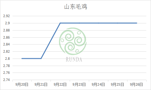 山東毛雞行情